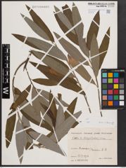Foto von Salix dasyclados Wimm.